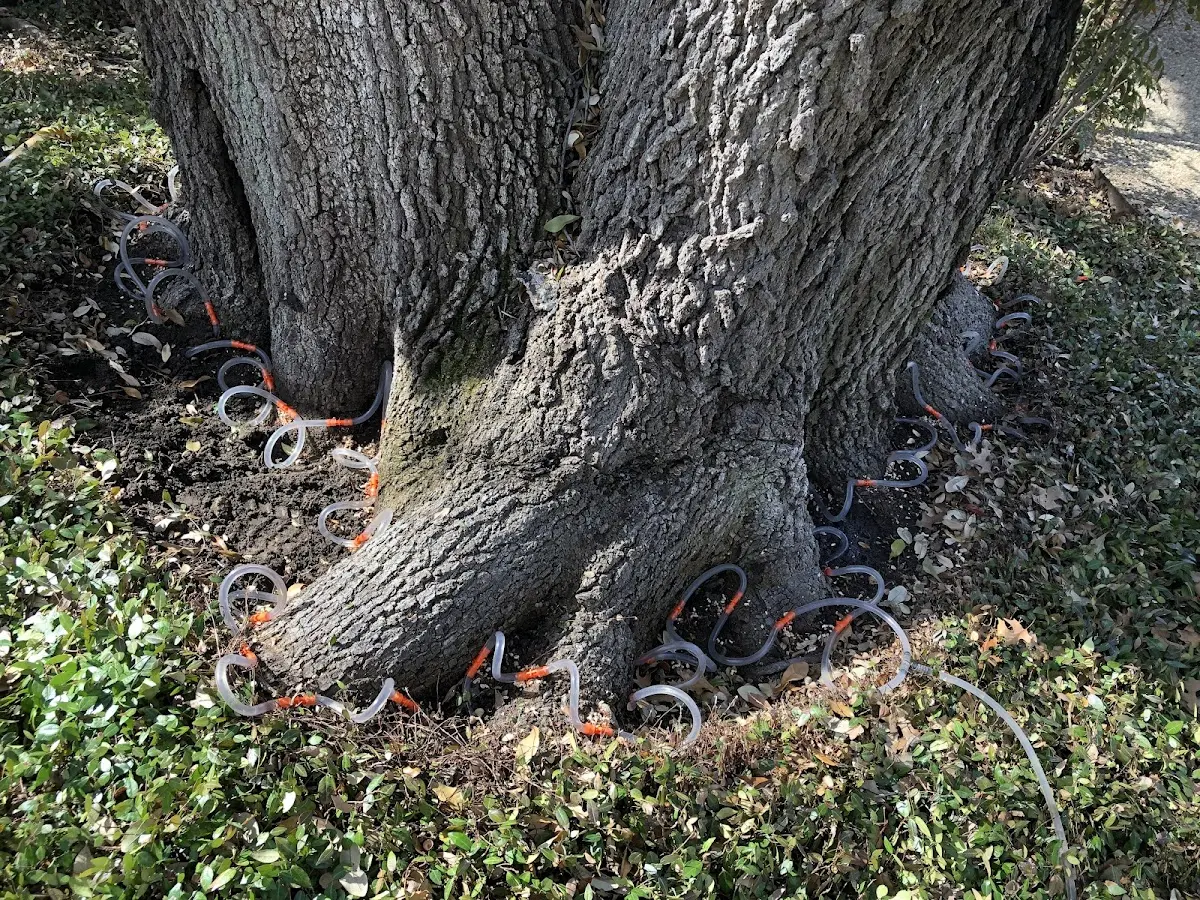 Detailed Tree Cabling and Bracing job site in Houtzdale